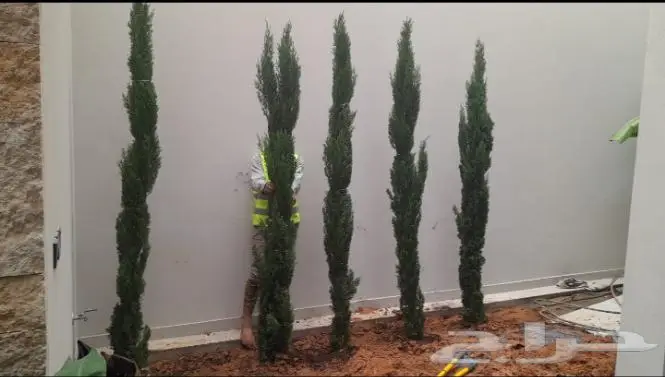 تنسيق الحدائق 6