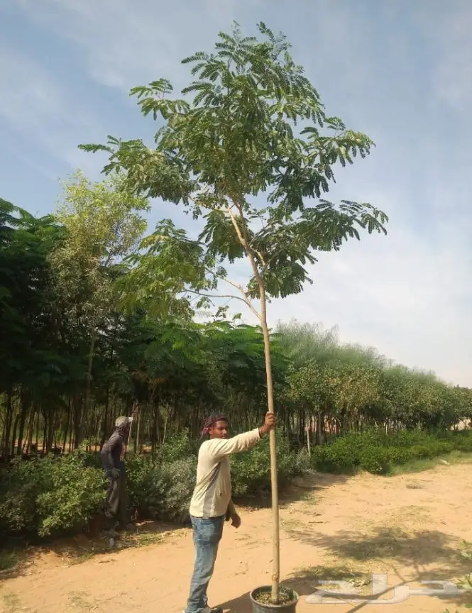 تنسيق الحدائق 0