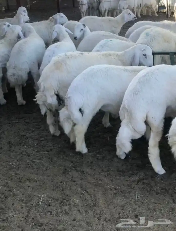 طليان جبره وطيبه حقت مناسبة وعروس 1