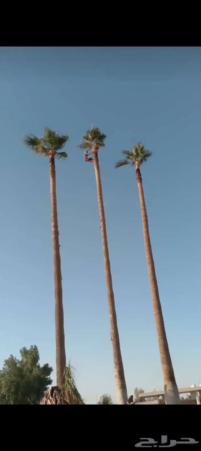 تكريب جميع انواع النخل 0