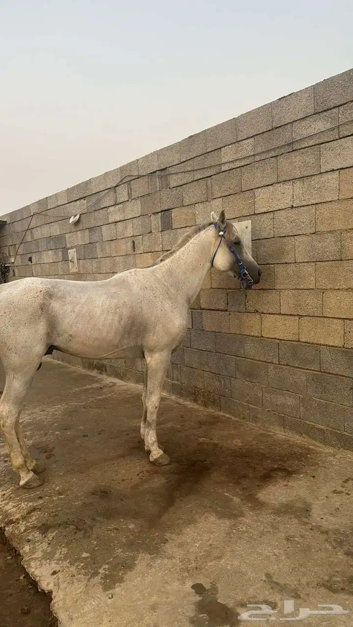 حصان للبيع 0