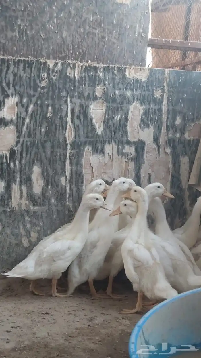 فروخ بط بكيني 1