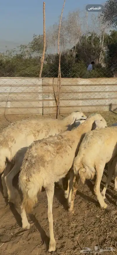 تم البيع 2