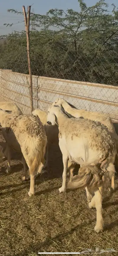 تم البيع 0