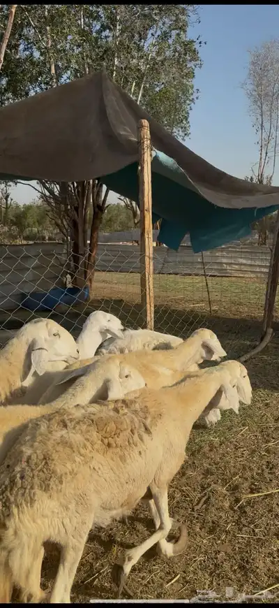 تم البيع 3