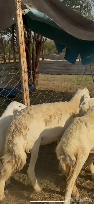 تم البيع 4
