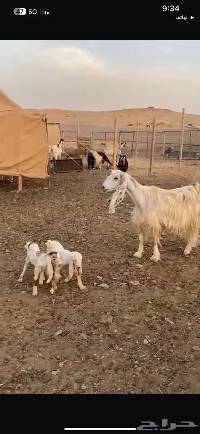 عنز مصريه متاوم معها 2 تيوس 9