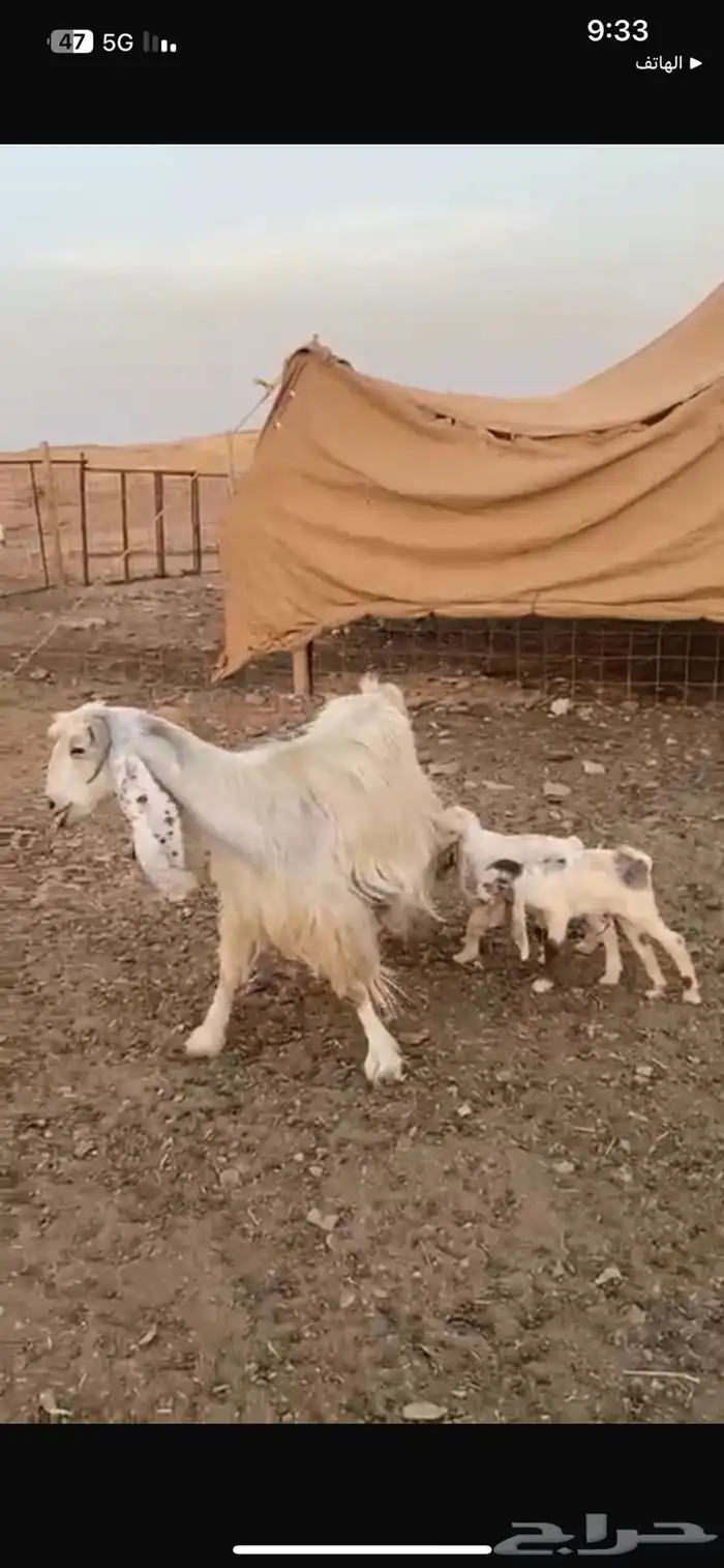 عنز مصريه متاوم معها 2 تيوس 4