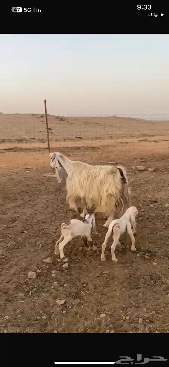 عنز مصريه متاوم معها 2 تيوس 3