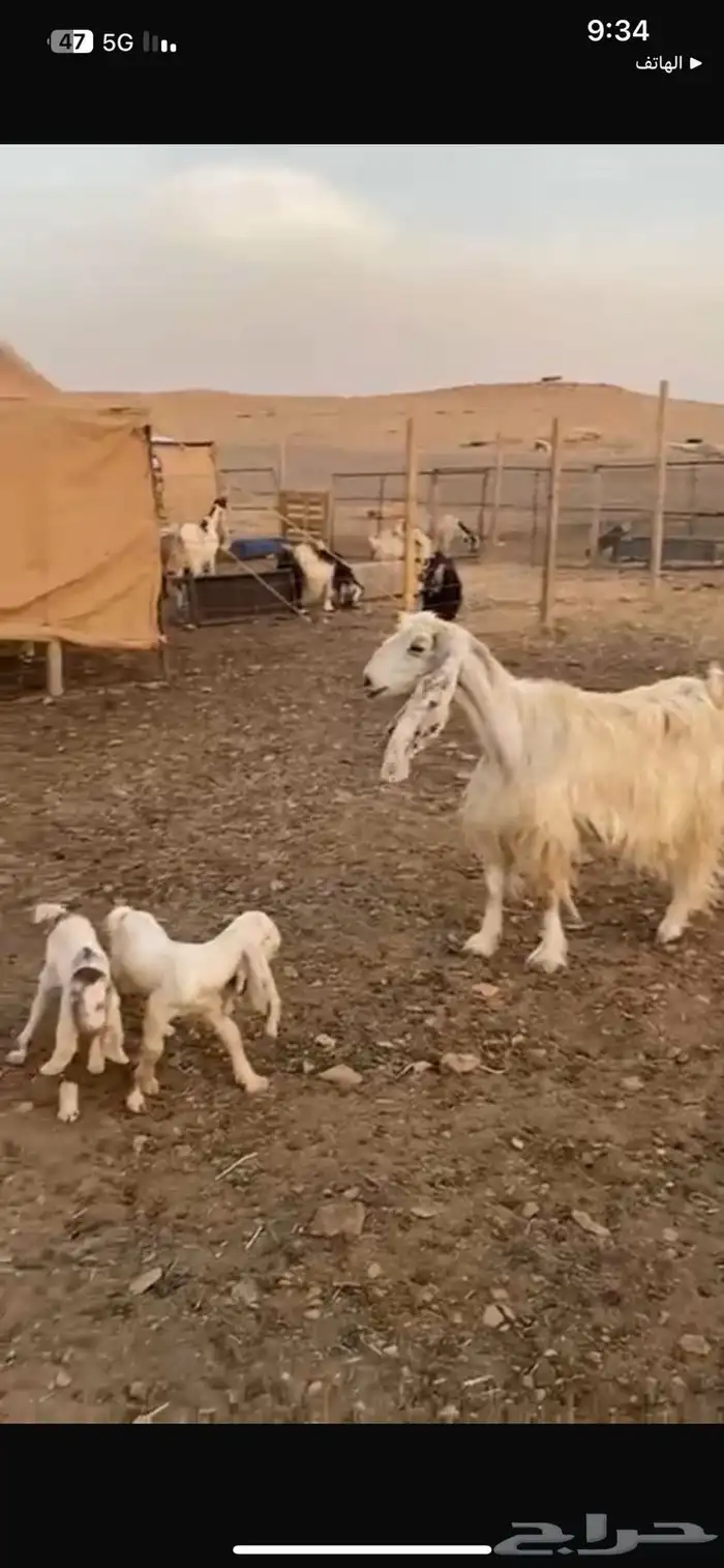 عنز مصريه متاوم معها 2 تيوس 1