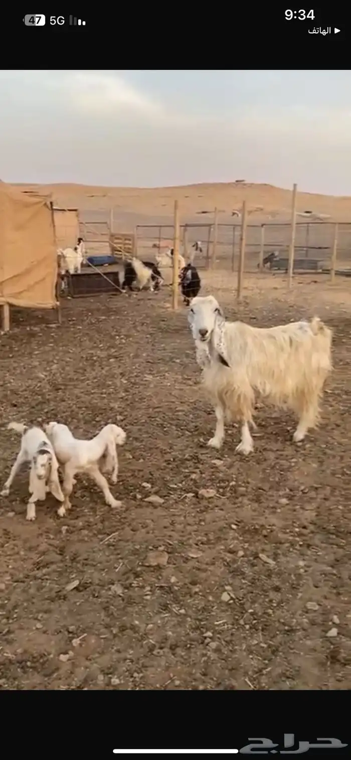 عنز مصريه متاوم معها 2 تيوس 2