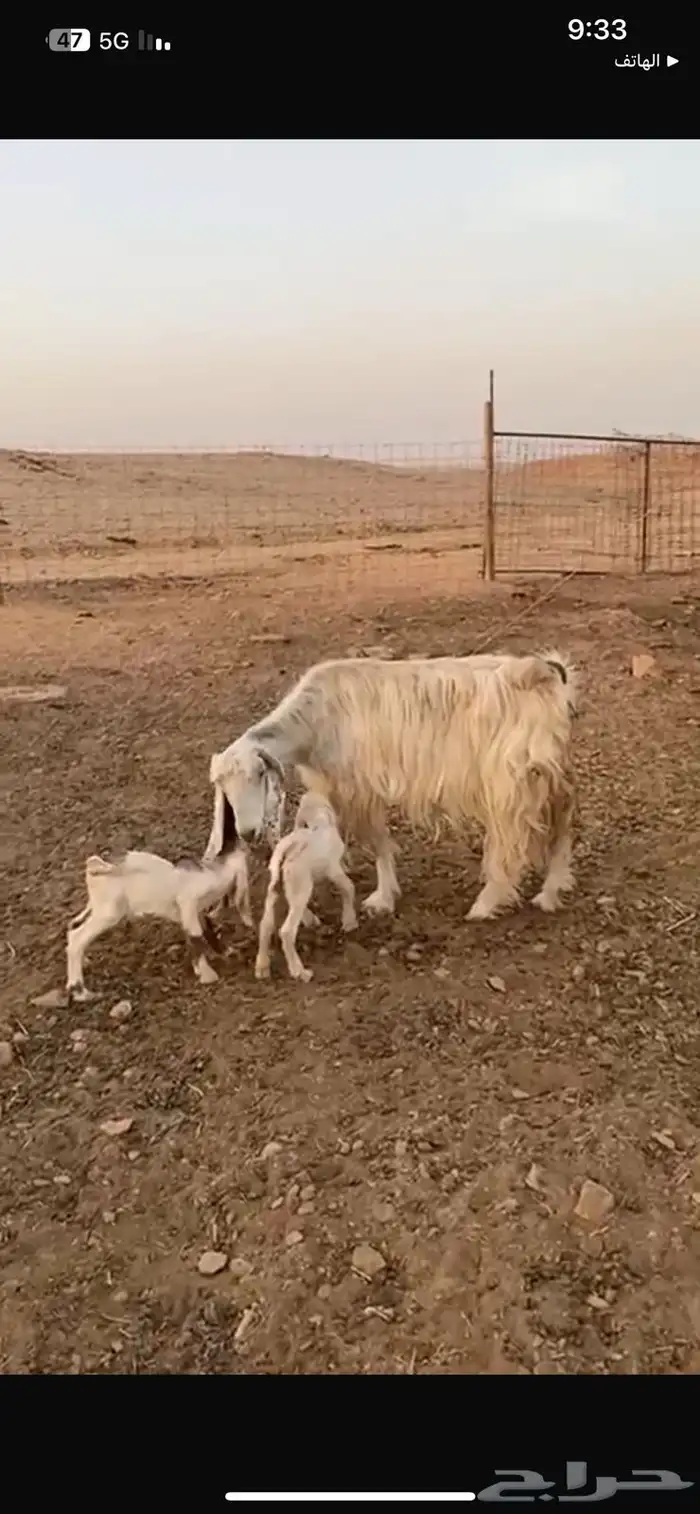 عنز مصريه متاوم معها 2 تيوس 6