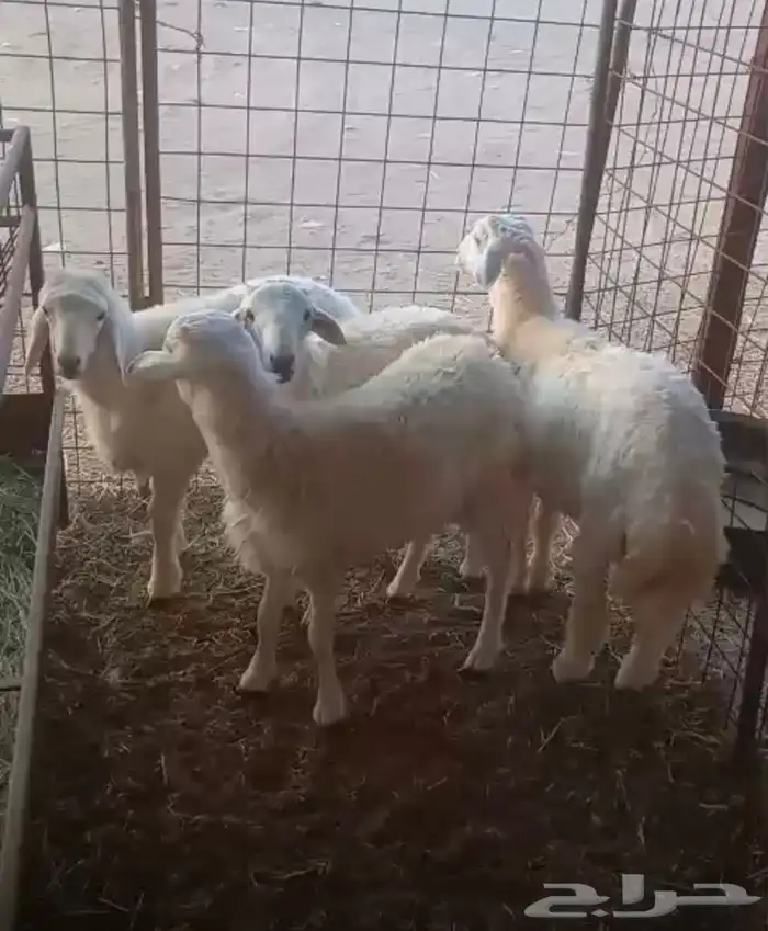 طليان حري ضيوف ومناسبات 0