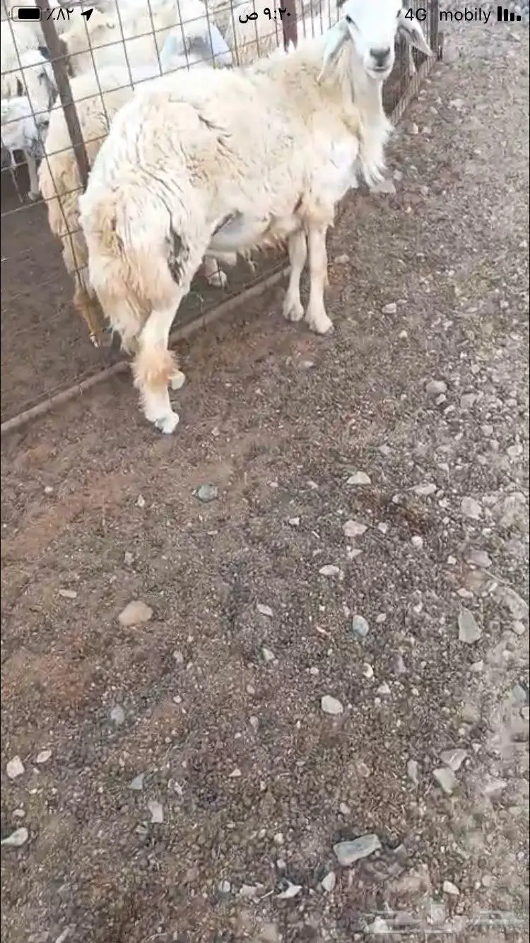 طلي فحل مشروط 1