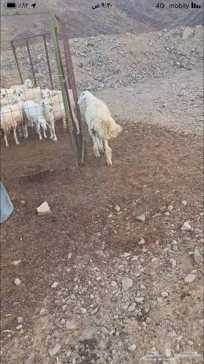 طلي فحل مشروط 3