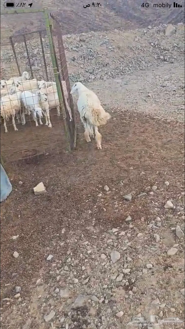 طلي فحل مشروط 3