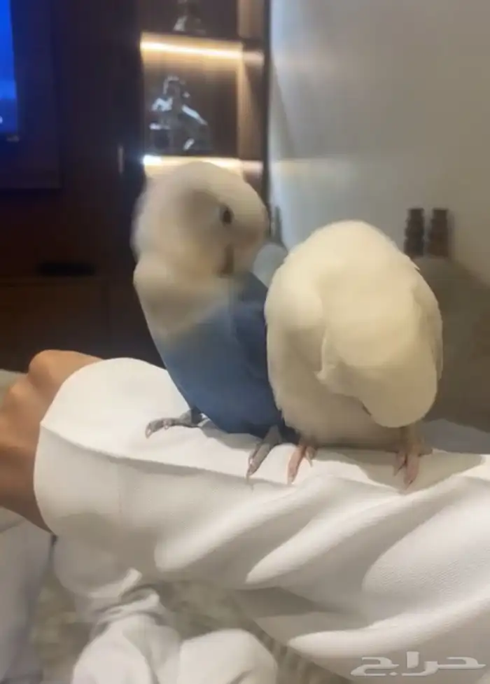 جوز روز 1
