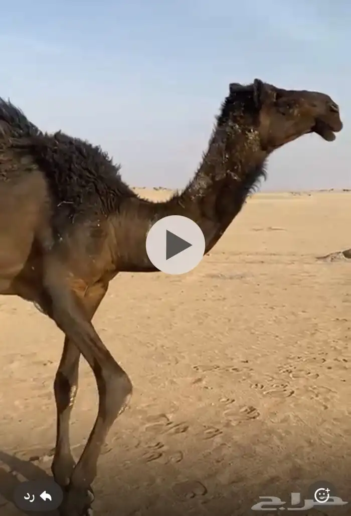 قعود للبيع 0