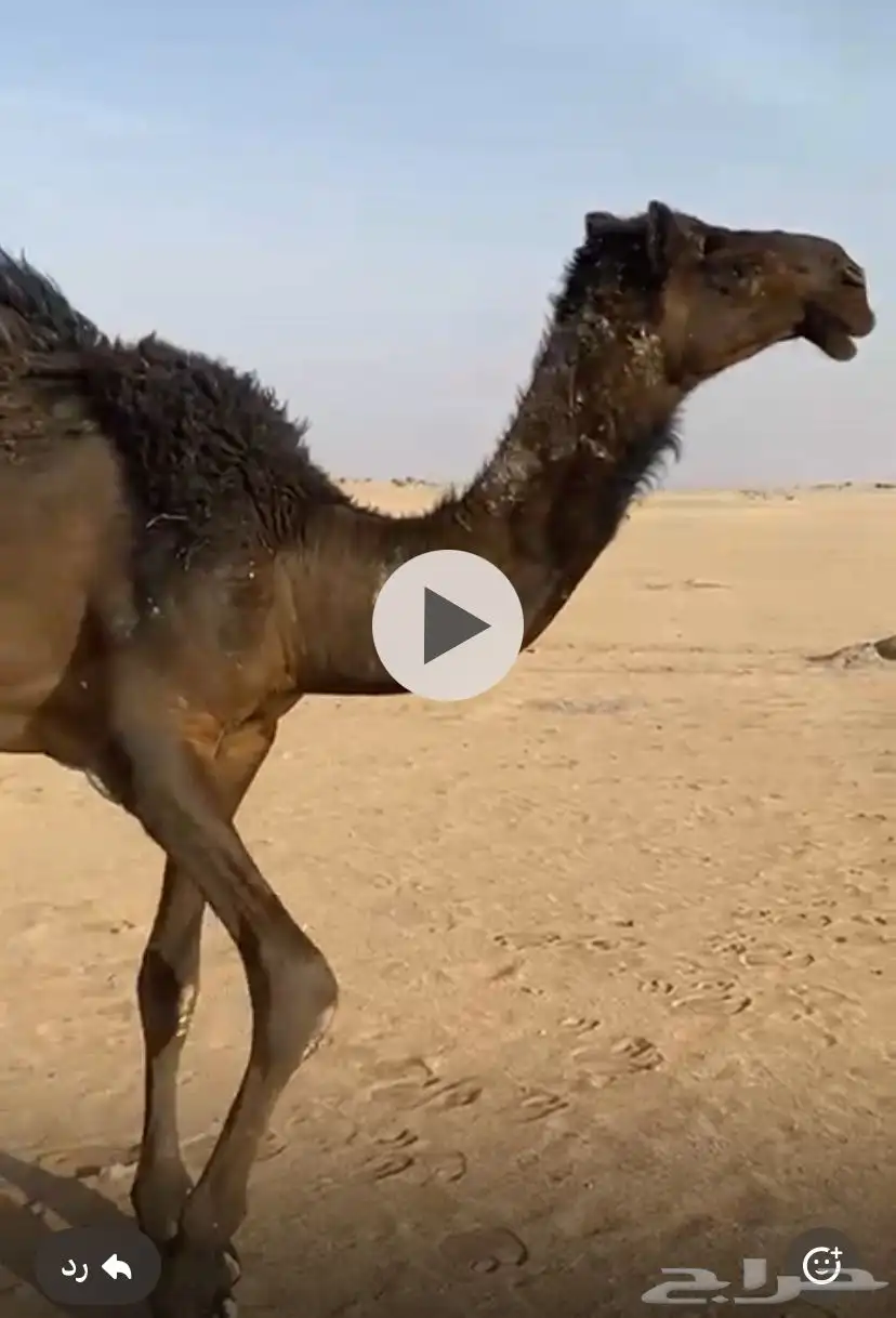 قعود للبيع 0