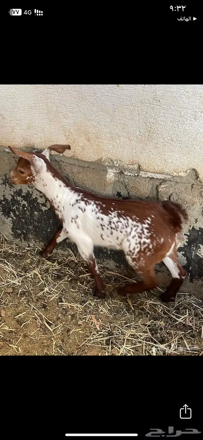 معزا محايليه العدد 5 مع الفحل تم البيع 8
