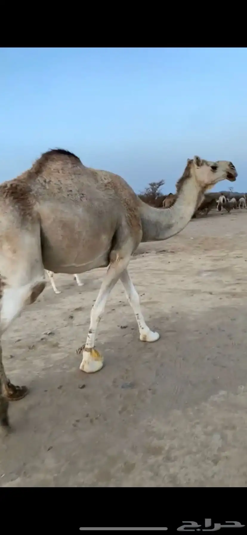 خلفه رحول 0