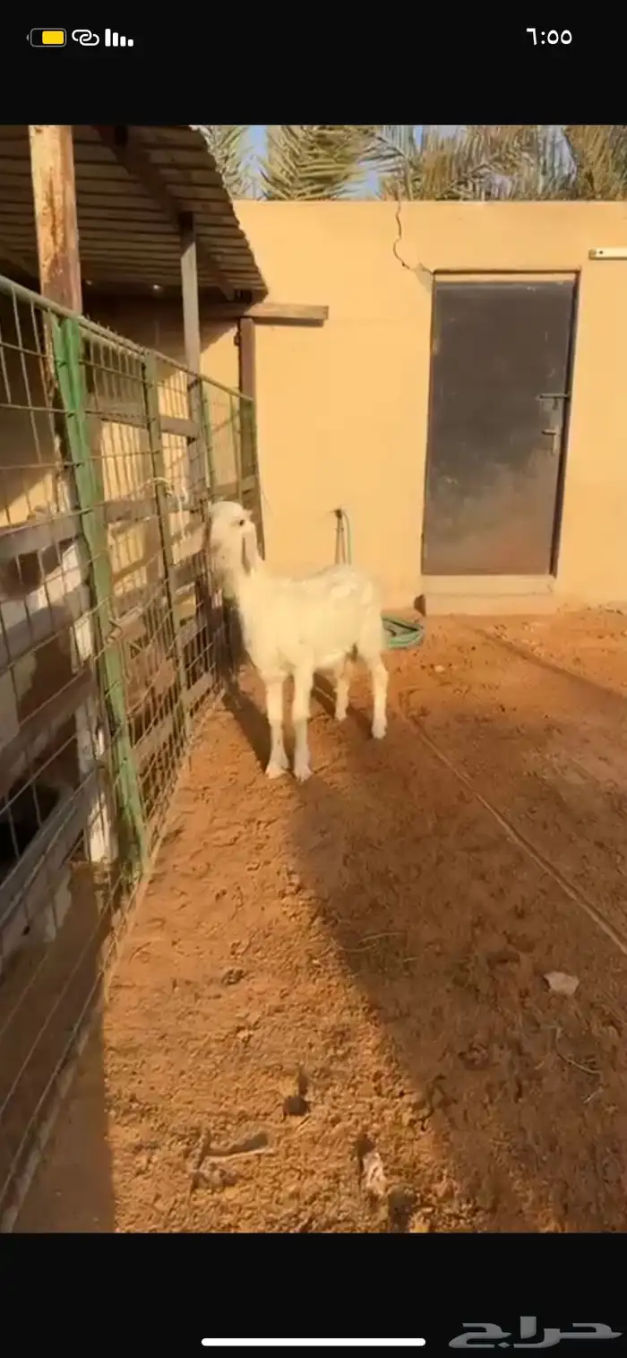 نجدي فاخر مميز ماشاءالله 0