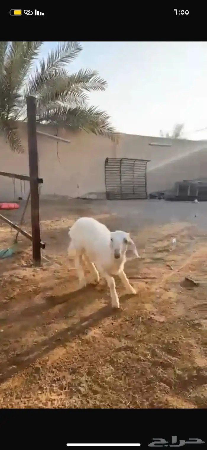 نجدي فاخر مميز ماشاءالله 1