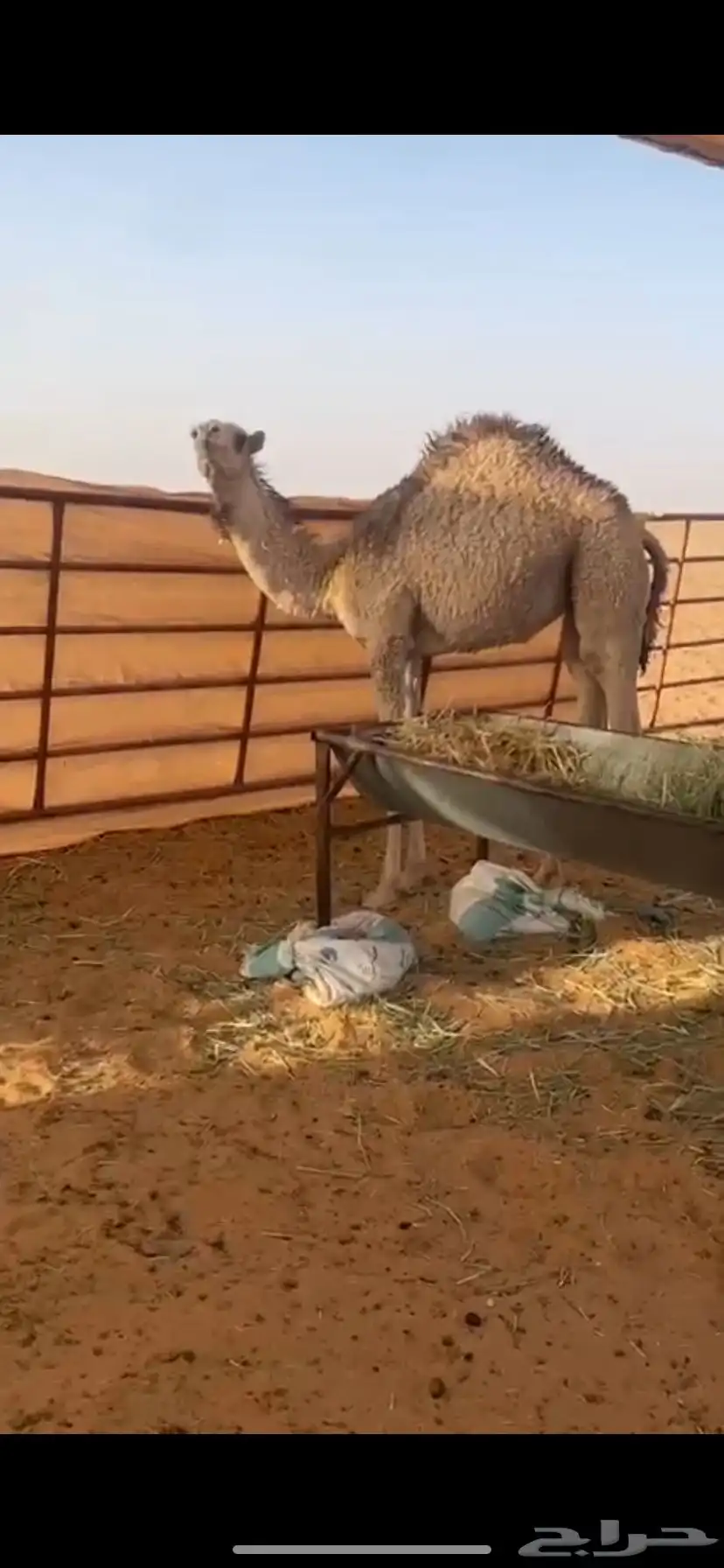بكره العمر 7 شهور فل شحم حليب وعشب 0
