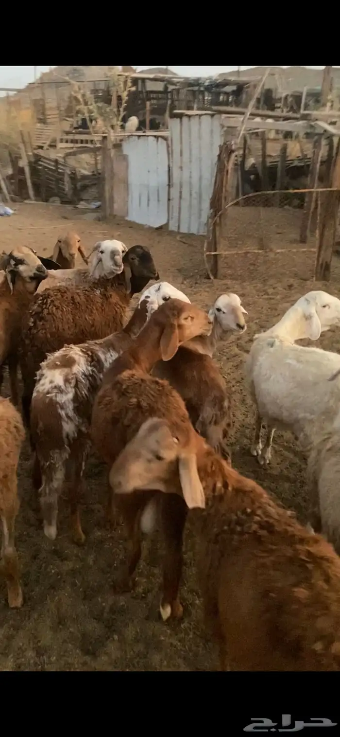 ذبايح طليان و رخال حري و سواكني يوجد خدمة تابي و توصيل 1