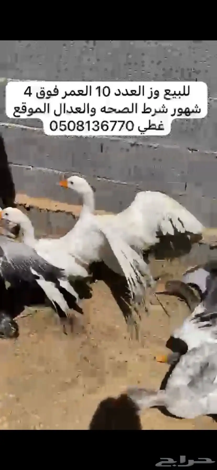 وز بلدي 0