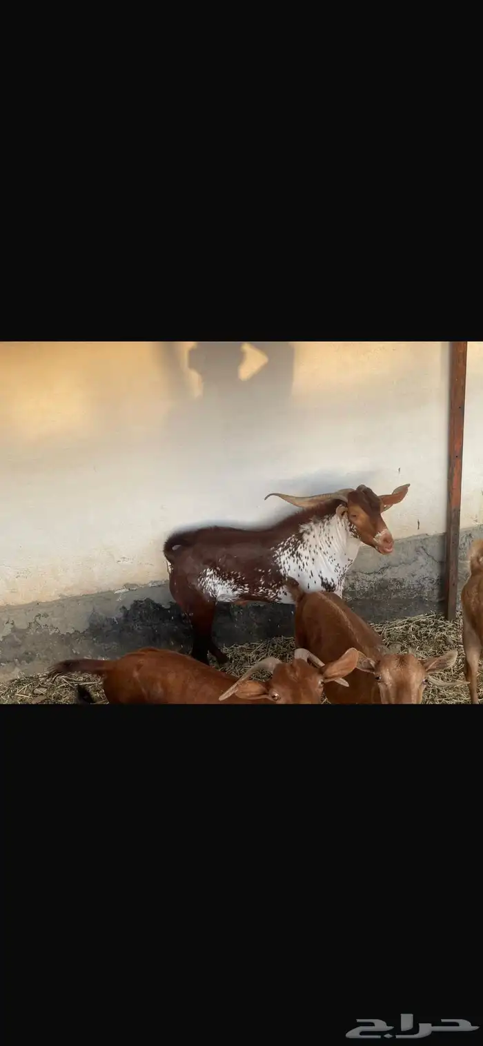 معزا محايليه العدد 5 مع الفحل تم البيع 4