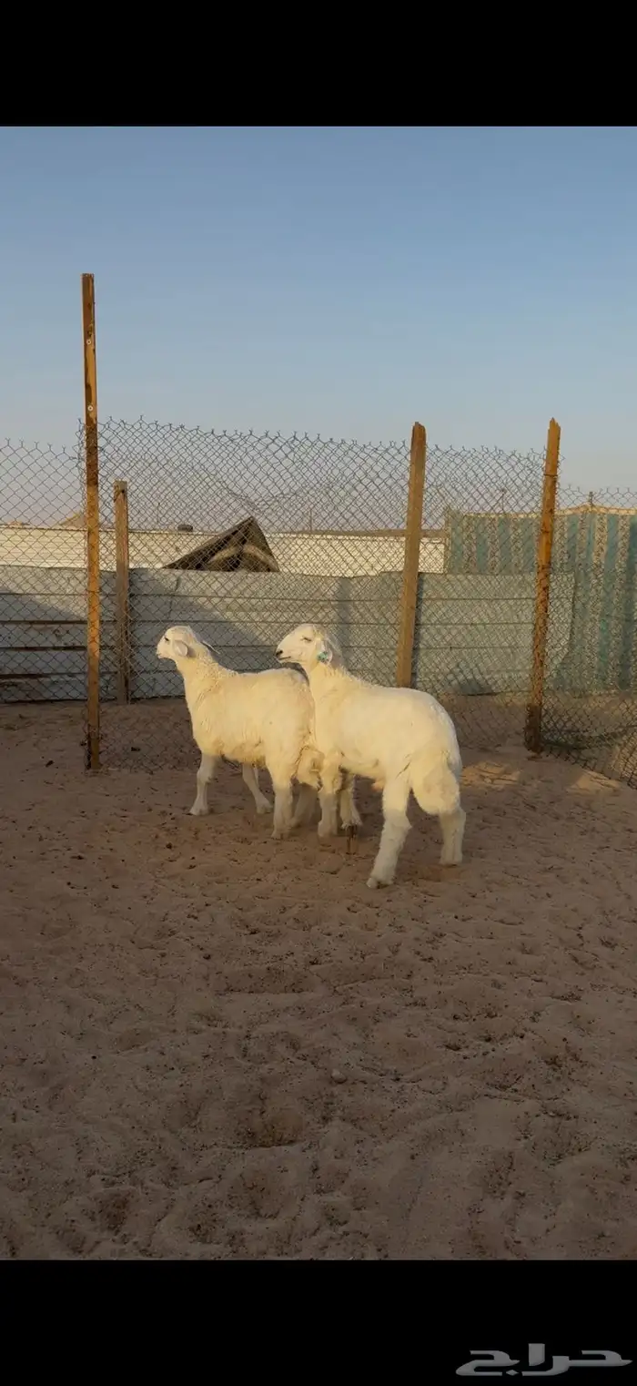 حري للبيع جبر وسط مع الصلخ التوصيل 7