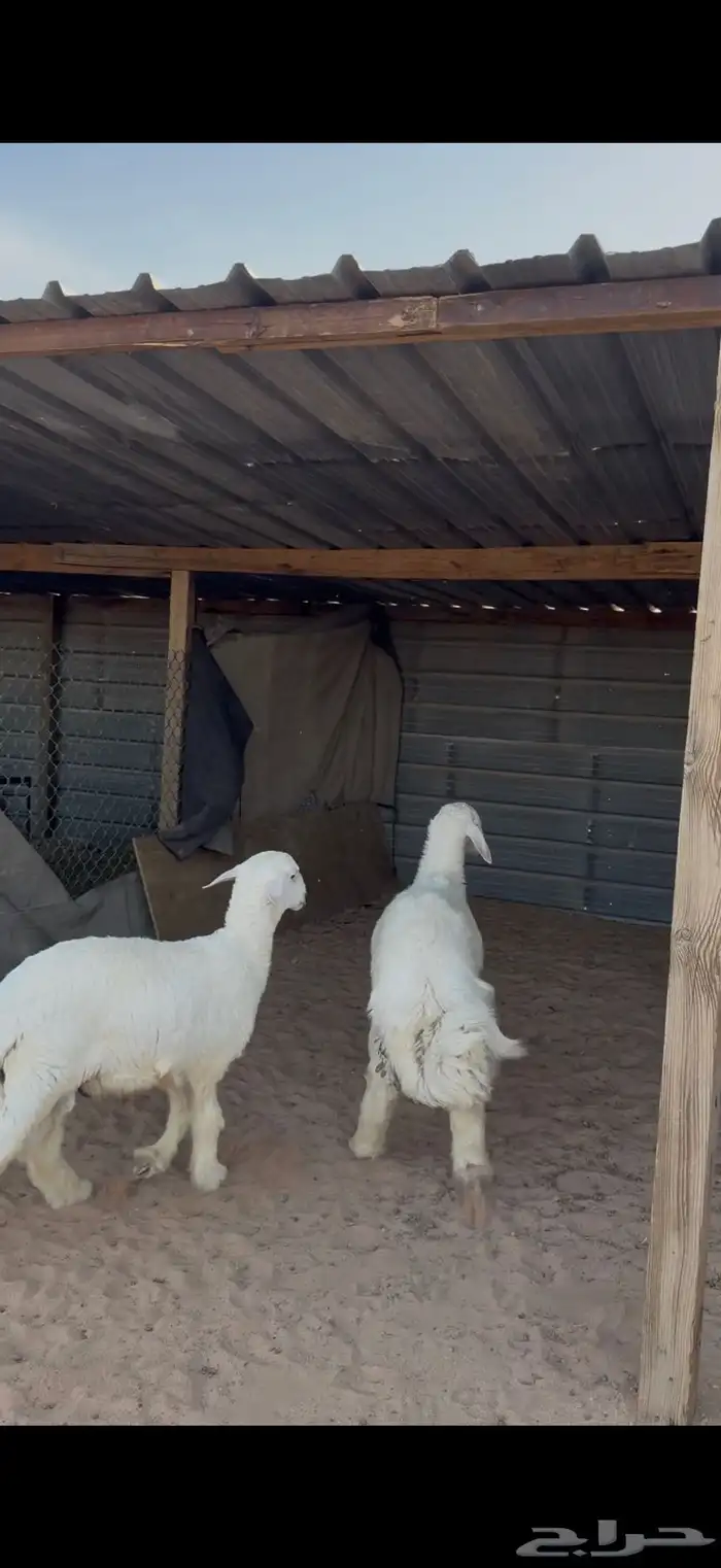 حري للبيع جبر وسط مع الصلخ التوصيل 0