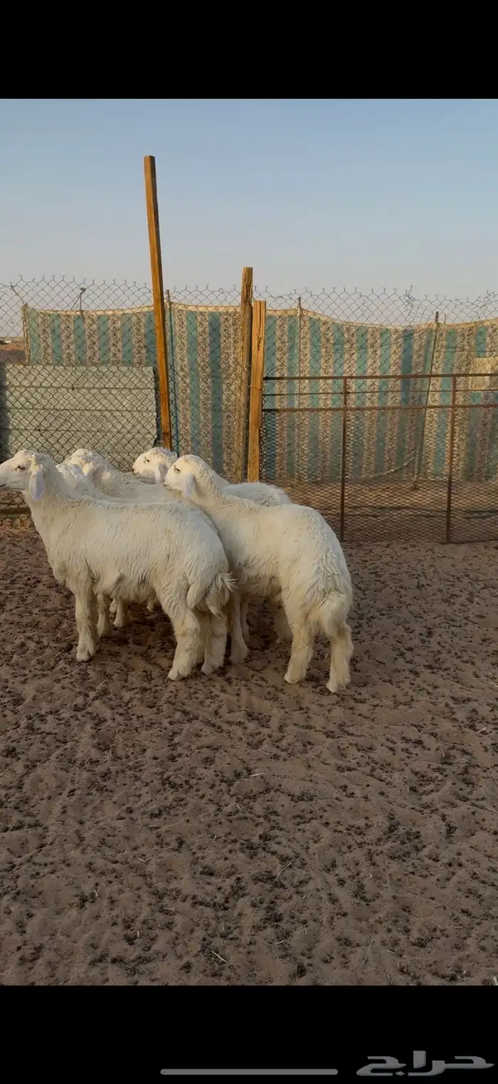 حري للبيع جبر وسط مع الصلخ التوصيل 11