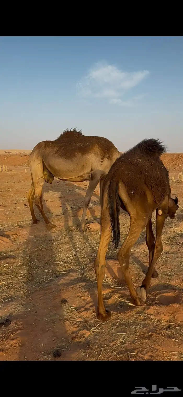 خلفه شاق تحتها قعود 1