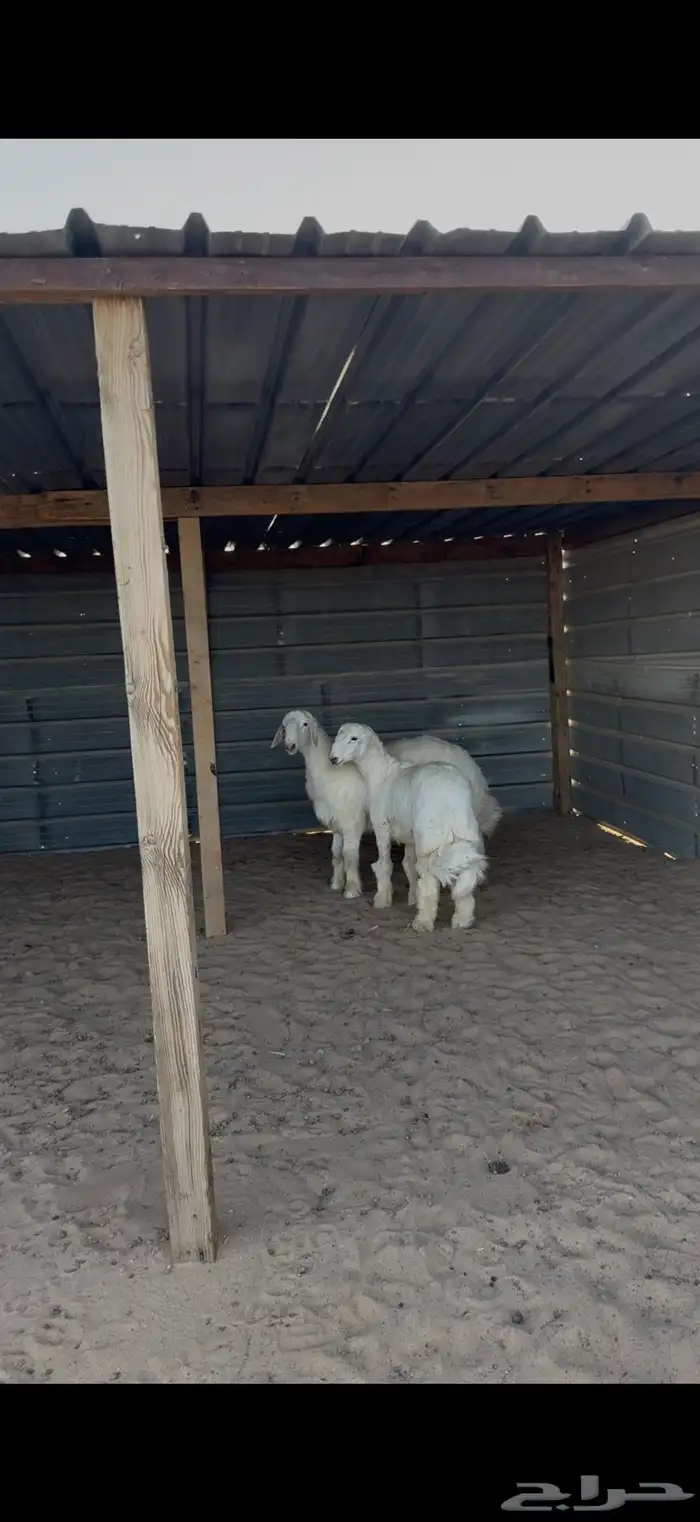 حري للبيع جبر وسط مع الصلخ التوصيل 8