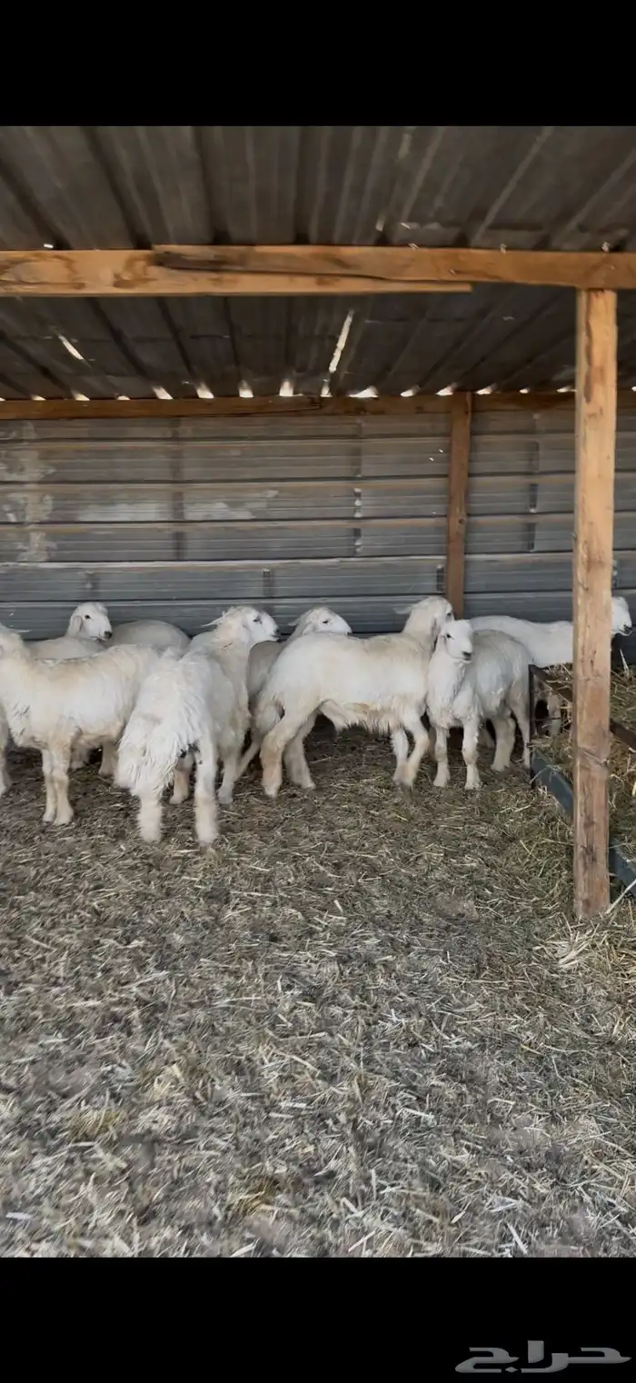 حري للبيع جبر وسط مع الصلخ التوصيل 16