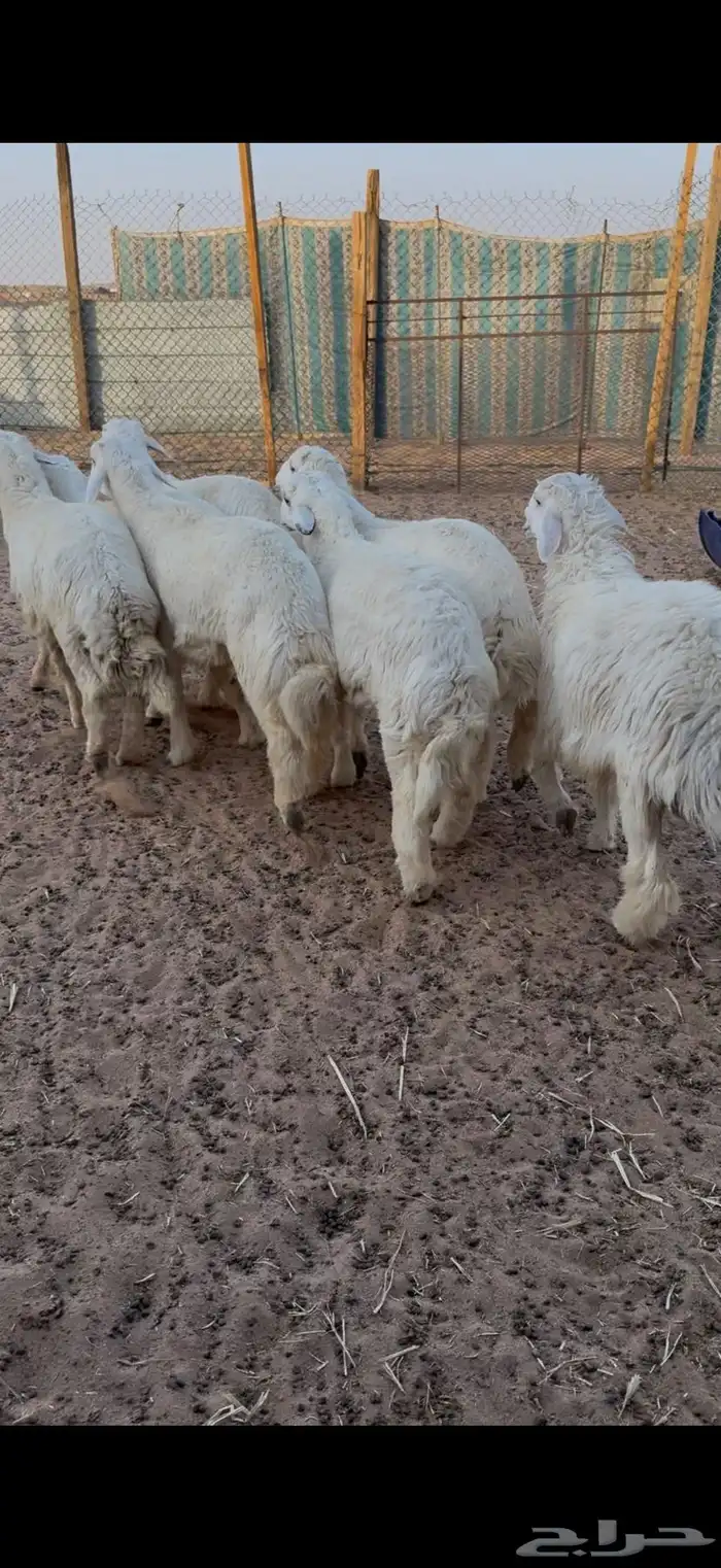 حري للبيع جبر وسط مع الصلخ التوصيل 13