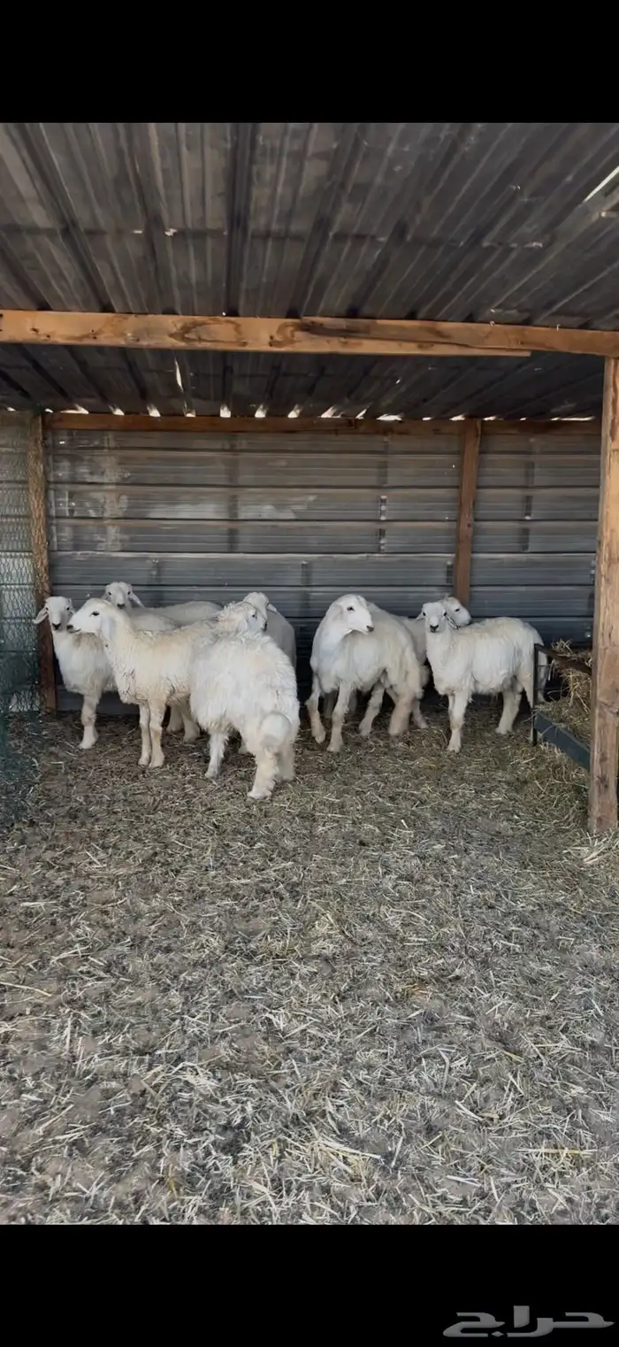 حري للبيع جبر وسط مع الصلخ التوصيل 15