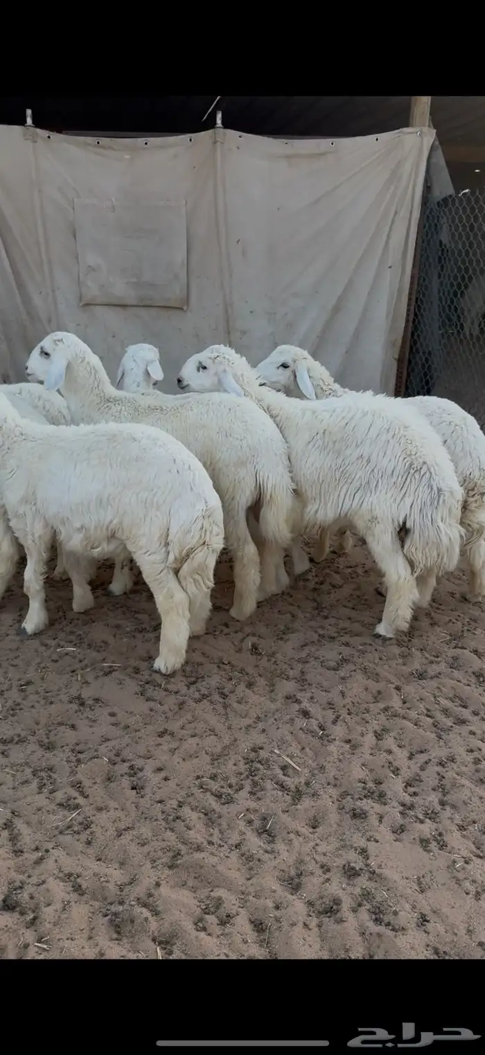 حري للبيع جبر وسط مع الصلخ التوصيل 9