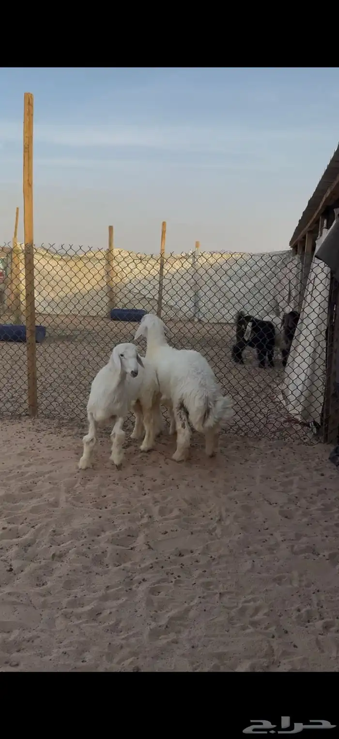 حري للبيع جبر وسط مع الصلخ التوصيل 2