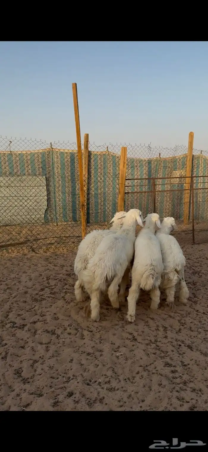 حري للبيع جبر وسط مع الصلخ التوصيل 19