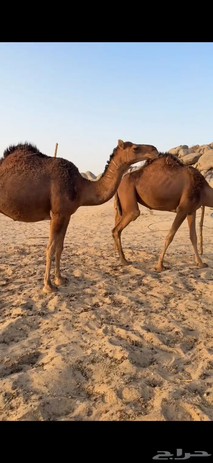بكار سواحل حمر دهم 3