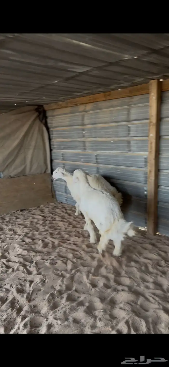 حري للبيع جبر وسط مع الصلخ التوصيل 5