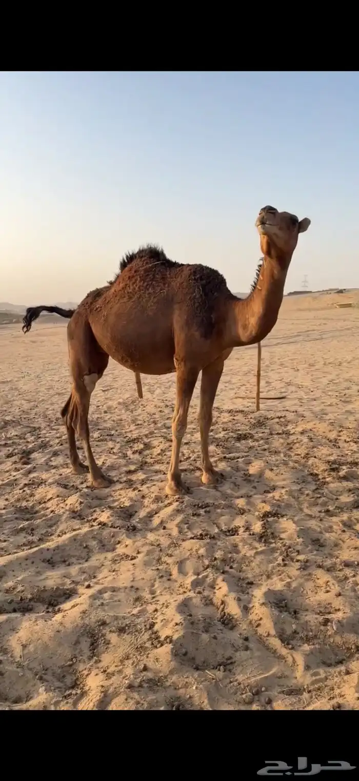 بكار سواحل حمر دهم 2