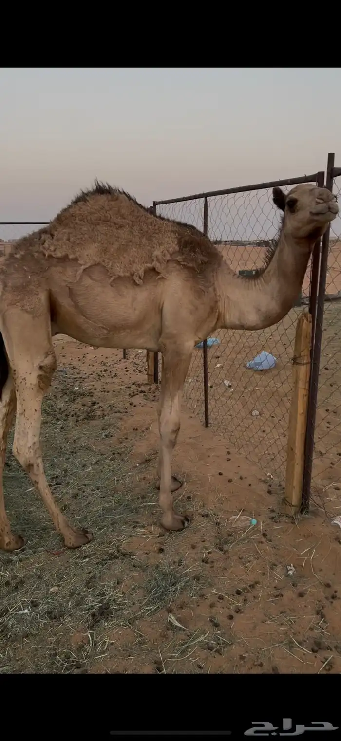 قعود للبيع 1