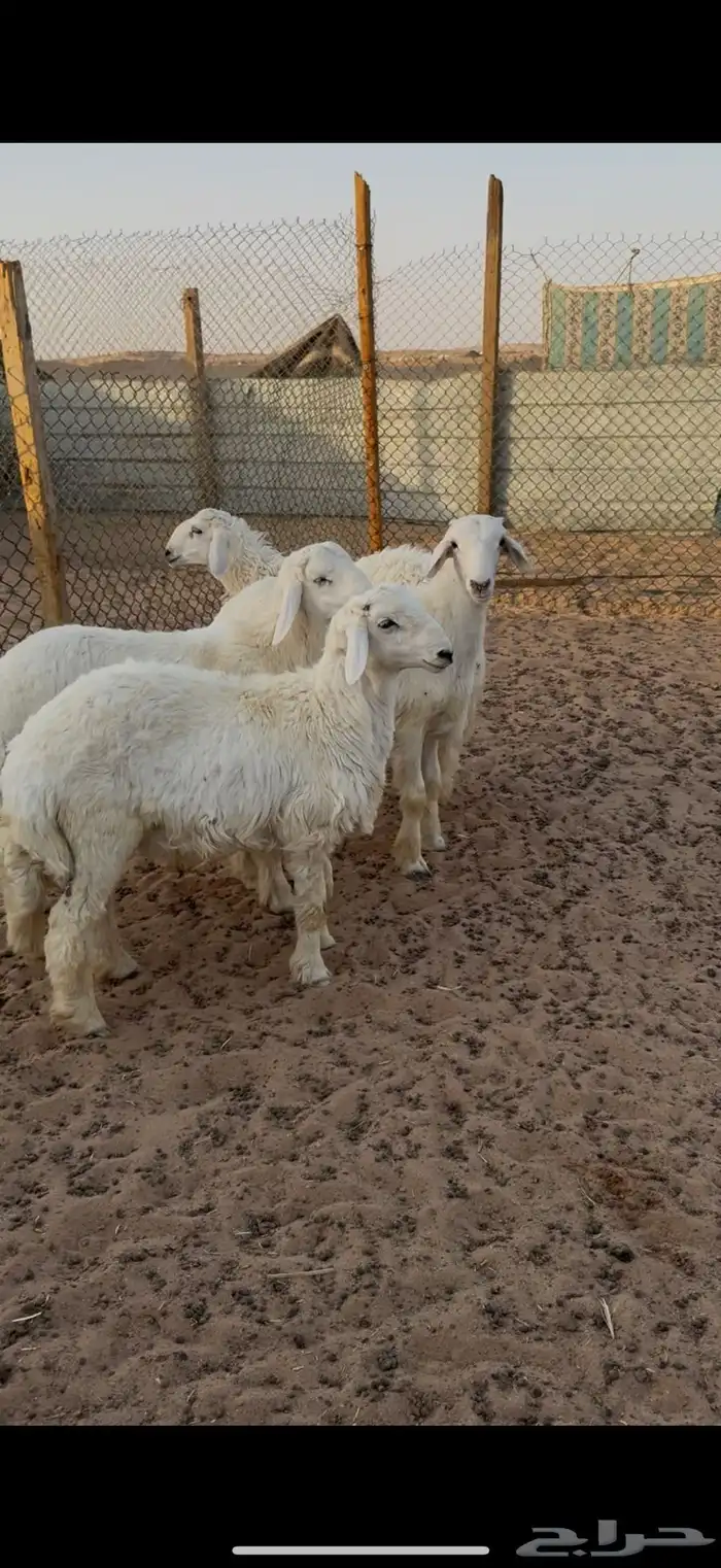 حري للبيع جبر وسط مع الصلخ التوصيل 18