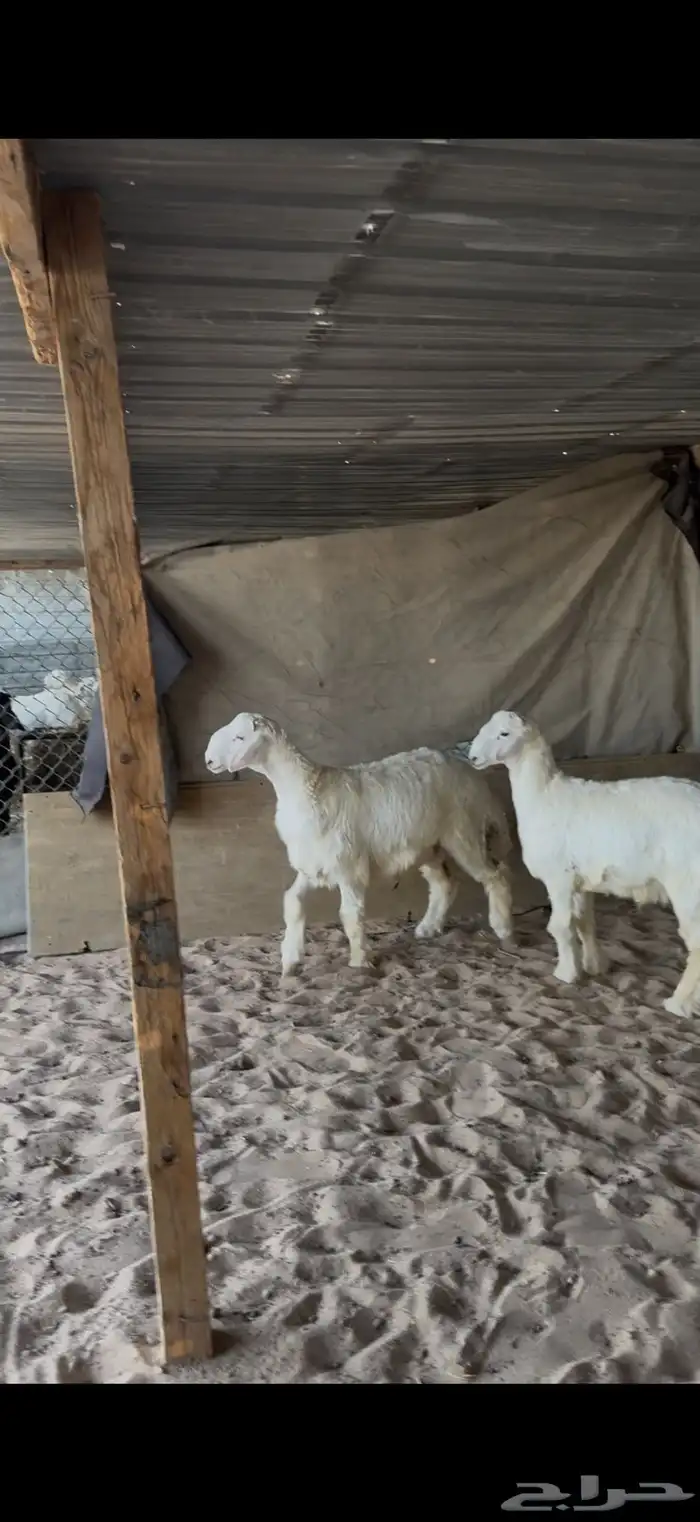 حري للبيع جبر وسط مع الصلخ التوصيل 3