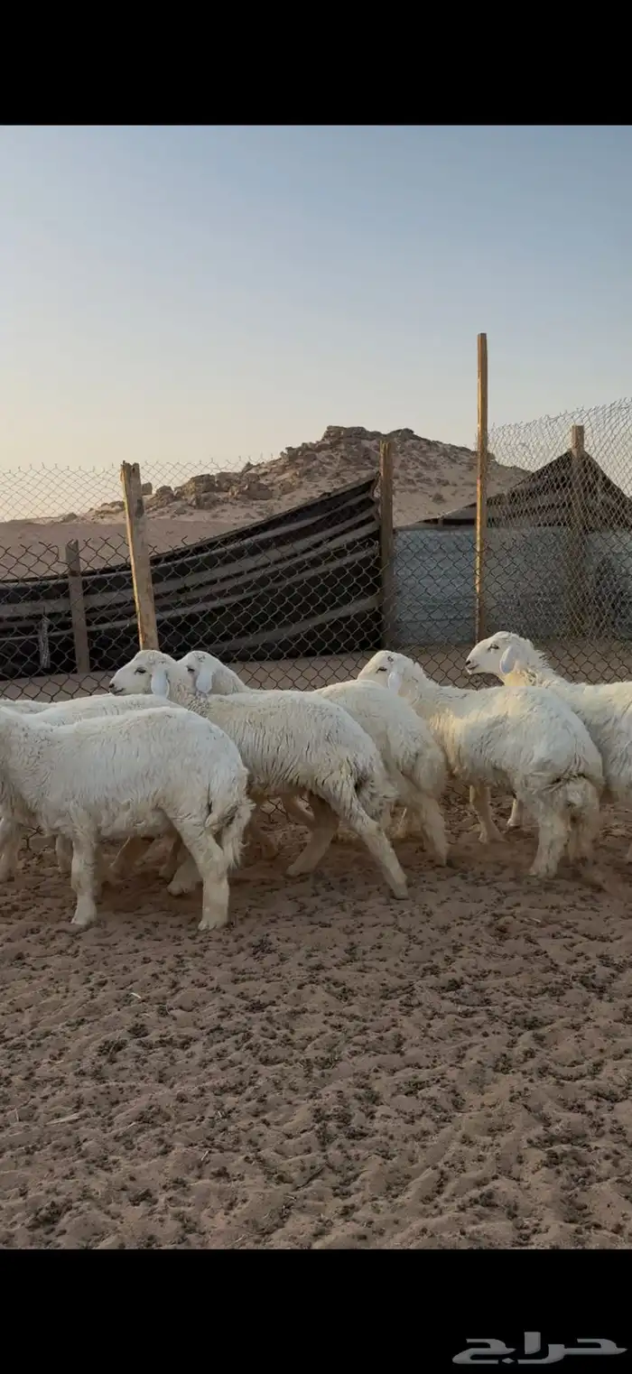 حري للبيع جبر وسط مع الصلخ التوصيل 14