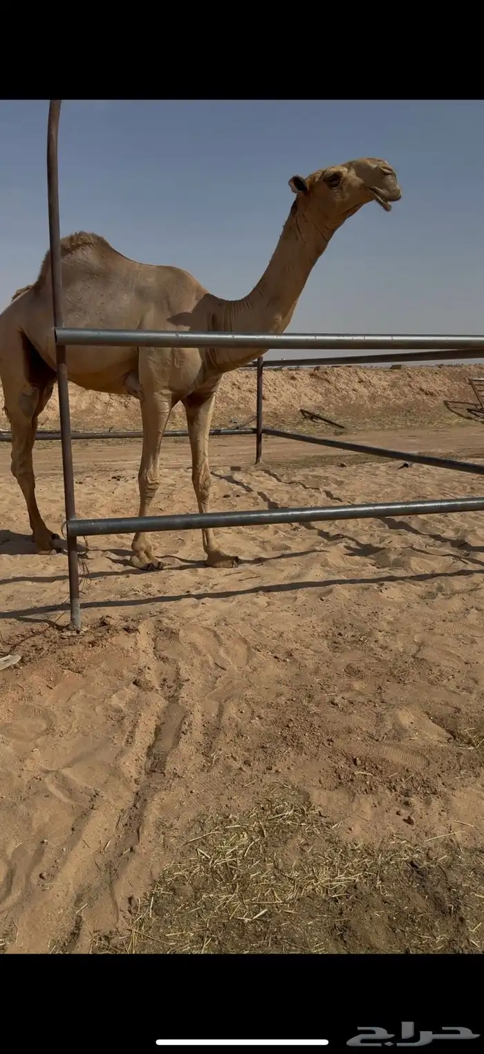 للبيع قعود حكومي غرنوق 0